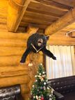 тествыпао