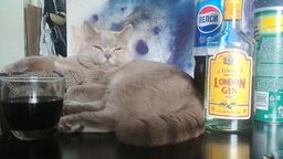 Мой котик